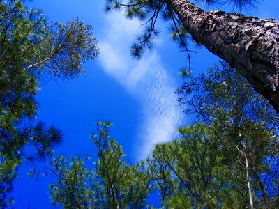 Tree pine needles nature photo