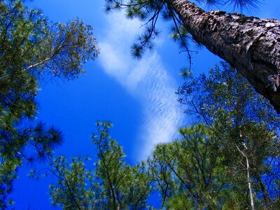 Tree pine needles nature