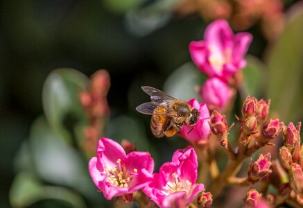 Spring pollen honey