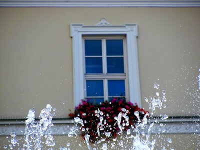 Flower flowers water