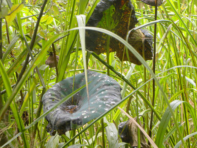 Marsh plants