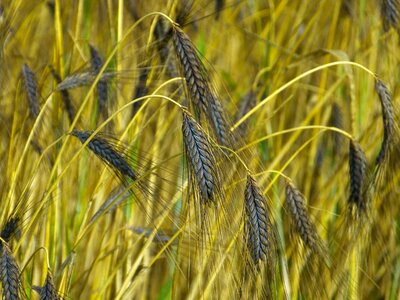 Triticum dicoccum black emmer triticum dicoccon var atratumgetreide