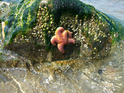Starfish Perched on a rock photo