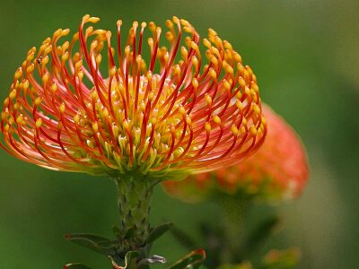Bloom pincushion Protea nitida photo