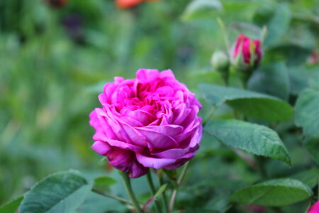 Pink rose flower