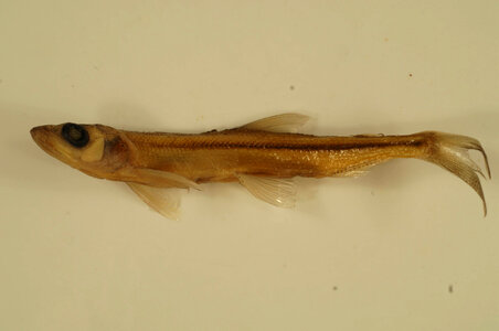 Osmerus mordax mordax
