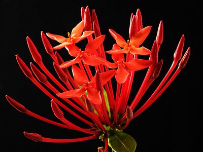 Bloom red madder plant