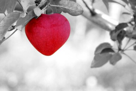 Apple love heart photo