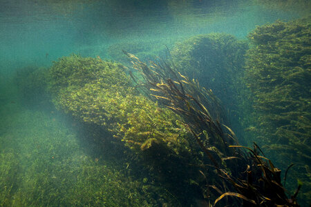 Large walls of hydrilla