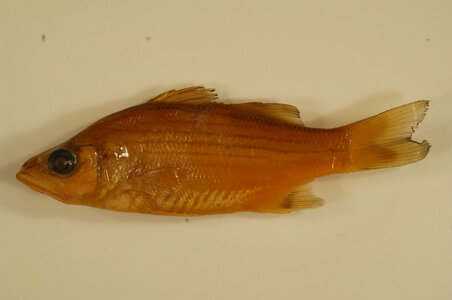 Morone chrysops-2