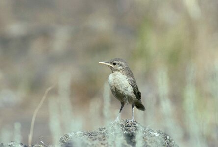 Bird Regulus ignicapilla rock
