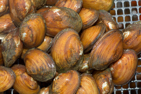 Laser engraved freshwater mussels-5