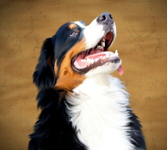 Berner senner dog image