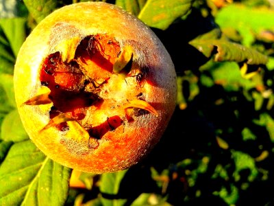 Close close-up fruit photo