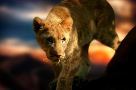 Animal wild animal mammal