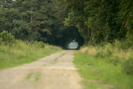 Dirt road leading into a forest photo