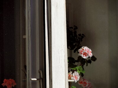 Window flower house photo
