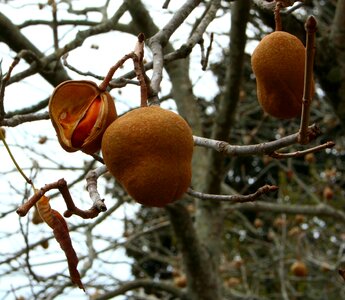 Tree pod seed