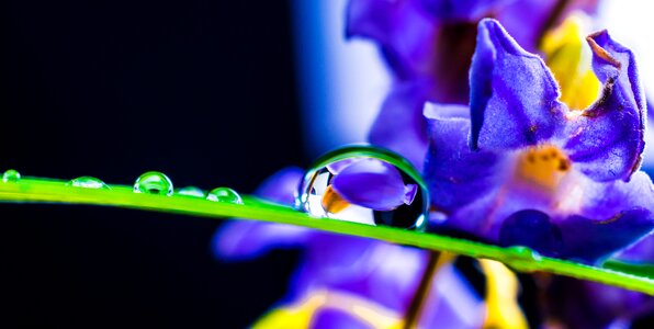 Blossom bloom macro