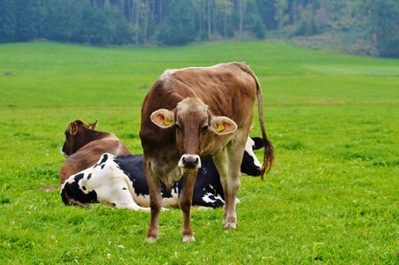 Cute ruminant dairy cattle