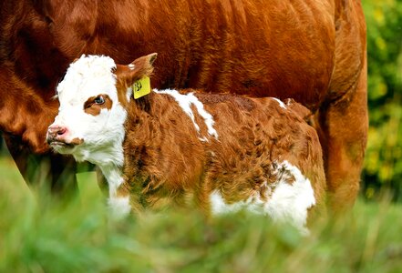 Agriculture animal beef photo