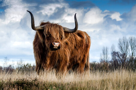Shaggy Cattle livestock photo