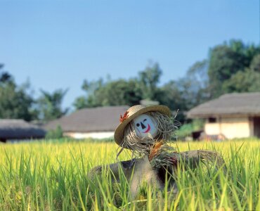 Scarecrow in green rice fields