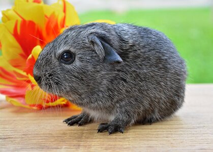 Black and white agouti silver nager