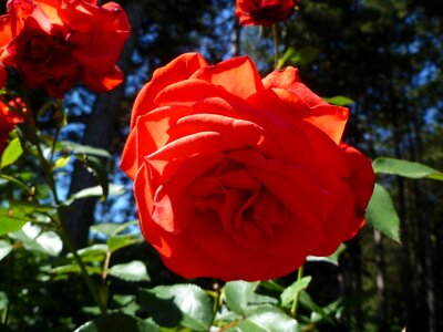 Flower red flower open rose