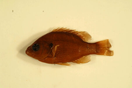 Lepomis megalotis-2