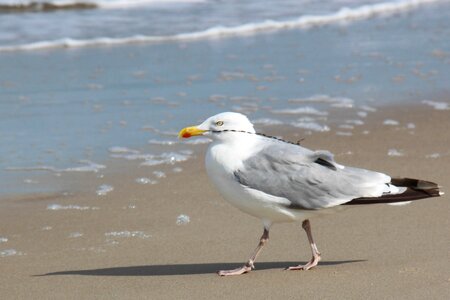 Gull beach baltic sea