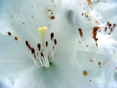 Flowers stamens white
