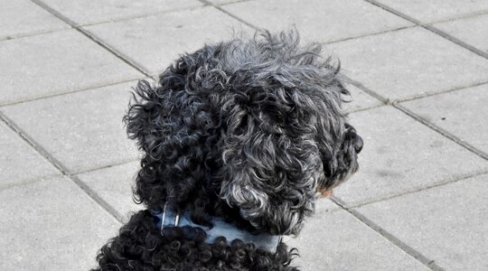 Curl dog furry photo