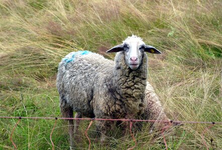 Field grass grazing