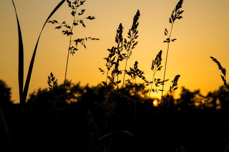 Plant landscape sunset