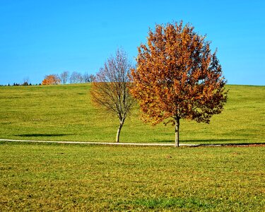 Meadow field nature photo