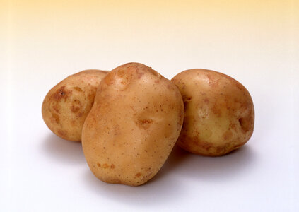 potato on white background close up photo