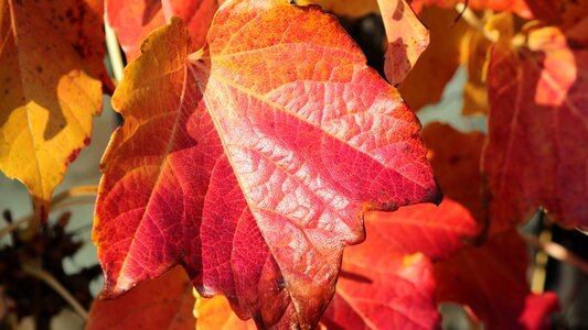 Autumn leaves colored photo