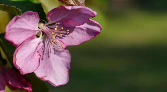 Flower Garden pink pistil