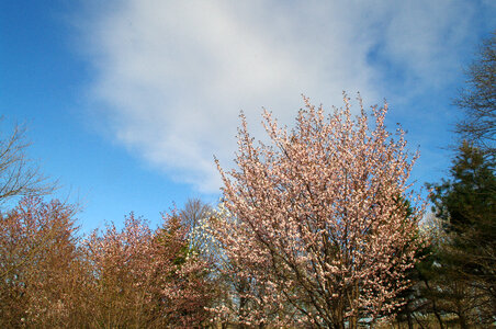 29 Cherry tree