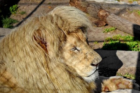 Wildlife feline lion photo