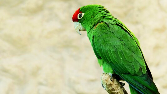 Macaw exotic bird zoo