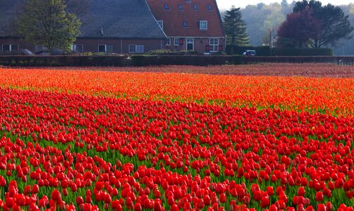 Fields orange red