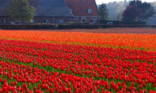 Fields orange red photo