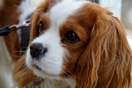 Pet animal fur