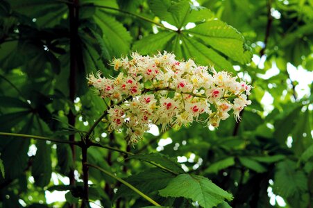 Blossom bloom white photo