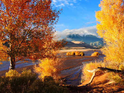 Gold Cottonwoods along Medano Creek photo