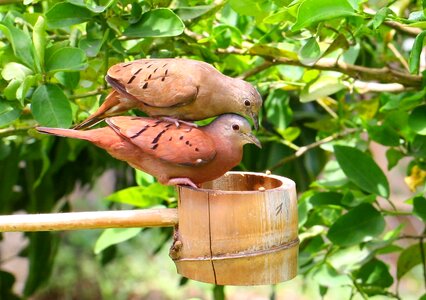 Birds nature outside