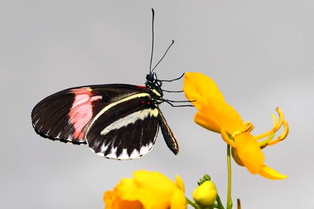 Animal arthropod beautiful photo