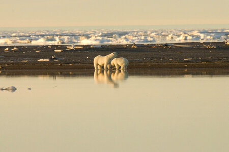 Pair of Polar bears photo